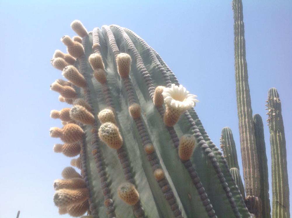 Flowers on a Cardon cactus
